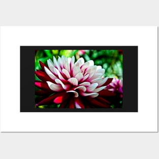 Dahlia Flower Posters and Art